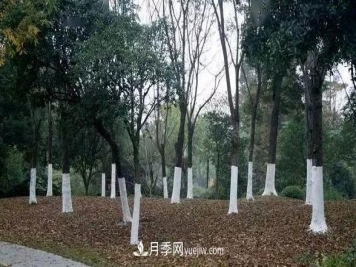 树木涂白用途侧重点不同，配方也不同