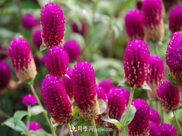 为啥这些花能脱颖而出，成为国庆花坛里的主流