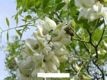 为何洋槐在园林绿化中的应用越来越少