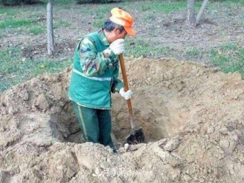要想苗木长得好，挖好树穴很重要！标准种植穴