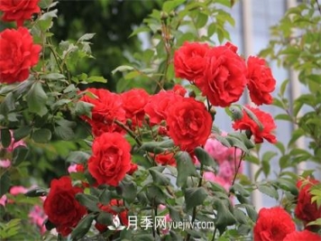 大连适合养月季，市花和市树是什么