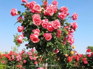 山东大花树状月季