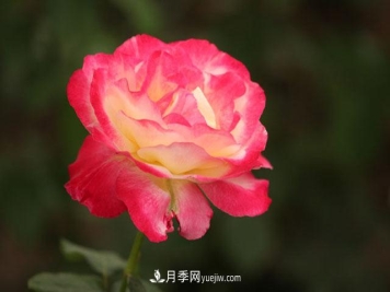 一年长占四时春—月季花，月季网带你重新认识月季