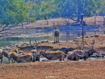 麋鹿苑被认定为北京园林绿化科普基地，将开展园林科普活动