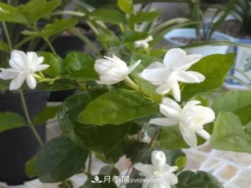 初冬适合养哪些花？这6种花好养又好看！