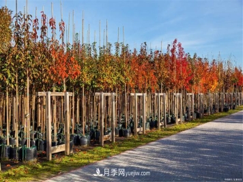 疫情后行情受到压制，2021年苗木人如何扭转局面