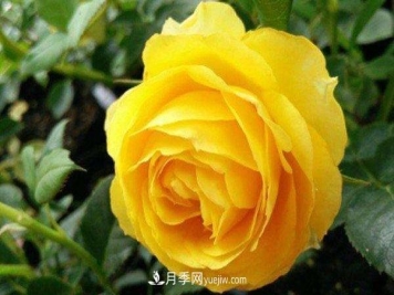 金丝雀月季的养殖方法 养护技巧有哪些