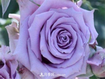 蓝色阴雨月季怎么养 如何爆盆