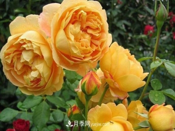 盆栽黄金庆典月季的养殖方法和注意事项