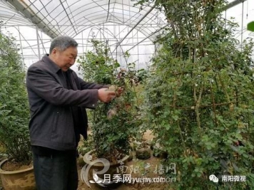 南阳月季大师——苏金朋