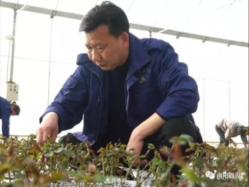 南阳月季大师——赵磊