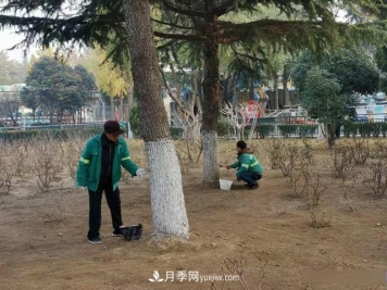菏泽树木涂白，让苗木健康过冬