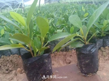 容器苗好成活，可如何做好容器苗的育苗？