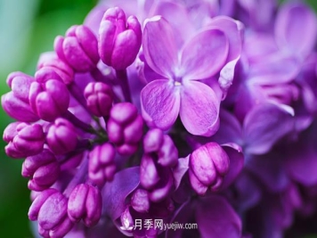 “世界丁香花园”桑给巴尔出口量增10倍，价格呢