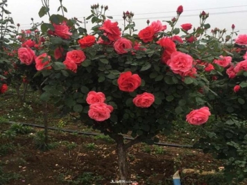 防治树状月季草履蚧的技巧有哪些？