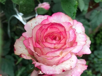 怎样解决南阳树状月季不开花的问题？