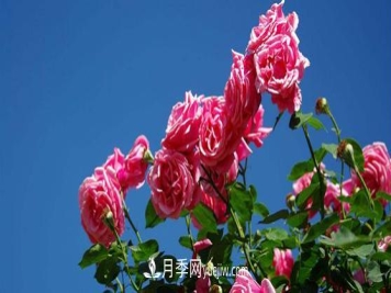 嫁接成功后的盆栽树状月季如何浇水？