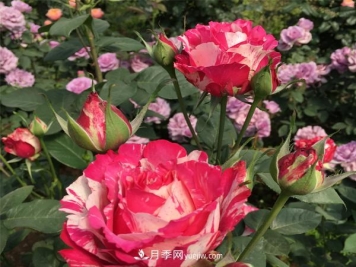 怎样有效的防治树状月季蚜虫灾害？