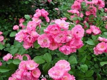 想让树状月季好看，该如何嫁接的呢？