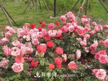 新手购买盆栽月季后，要该怎么浇灌养护？