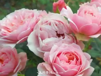 当月季出现盲芽的情况，花友们该如何养护？