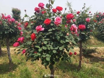 月季花期操控进行科学肥水办理