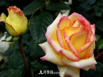 秋季养护大花月季管理容易犯的错误有哪些呢？