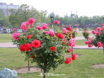 在培养树状月季的时候，对光照与温度都有什么要求