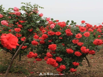 在培育幼龄期的月季时，有哪些需要注意的？