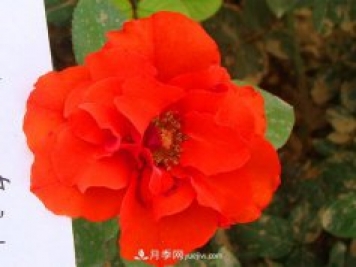 月季花怎么种植？下面讲述月季更接地气的种植方法