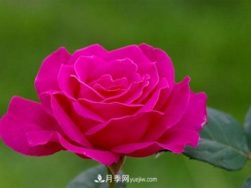 月季小苗到手后该怎么上盆呢？这个我们需要根据实际情况来进行。