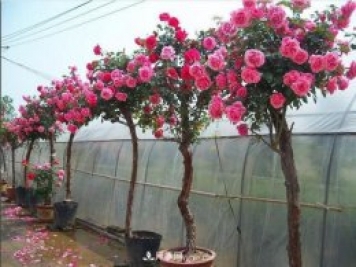 美丽娇艳的树状月季原来是这样种出来的，看完后自己在家也能弄树状