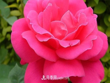 想要月季花朵开的又大又好，这几个修剪小技巧一定要掌握！