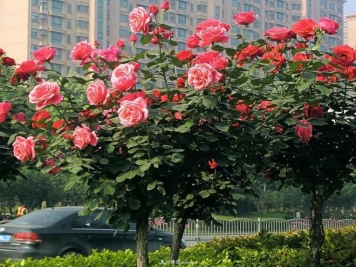 南阳树状月季的基本修剪方法你会吗？