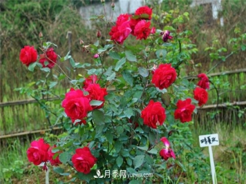 四季浓香蔓玫月季的优缺点是什么？