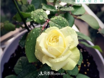 4个好养的月季品种，随便一养就爆花，夏天耐热不怕晒