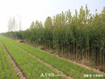 苗木行业大洗牌后，这些品种价格将回升！