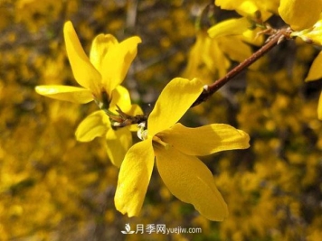 连翘能在冬季扦插吗？连翘什么时候扦插种植？
