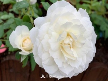心之水滴月季，白色的切花月季推荐