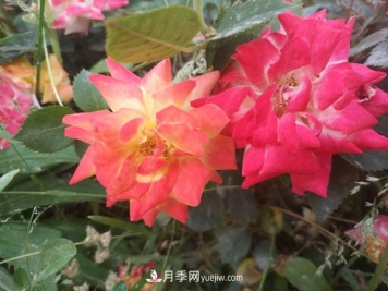 地被月季有哪些品种？红色、黄色、白色、蓝色？