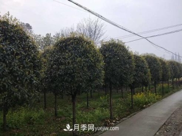 如何区分桂花树的品种