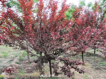 落叶小乔苗木：红叶李的介绍