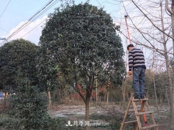 南阳桂花基地：移植大桂花树需要注意什么