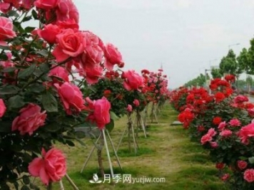 苗木假植过冬方法及注意事项