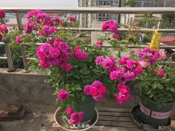 甜蜜马车月季，花朵又美又香，四季持续开花，值得拥有