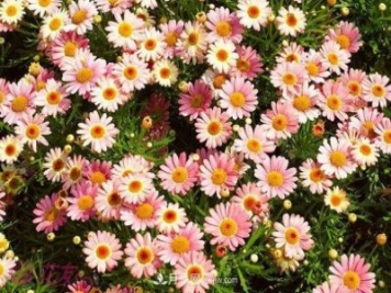 玛格丽特花能活几年？怎么买一棵活百年？