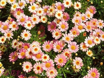 玛格丽特花能活几年？怎么买一棵活百年？