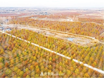 安徽明光彩叶苗木助力乡村振兴