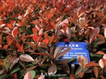 南阳红叶石楠，多元造型与养护，低端苗木玩出高大上