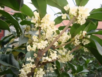 南阳桂花多达45个品种，涨知识了